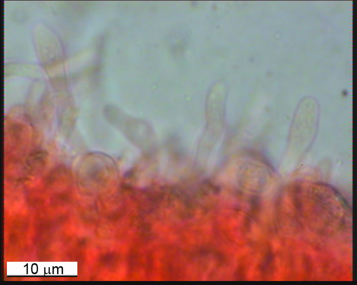 Radulomyces mollaris cistidiado (Radulomyces molaris)
